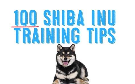 Top 100 Shiba Inu Training Tips - My First Shiba Inu