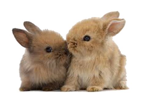 Pin by lily on filler png | Cute baby bunnies, Animal hugs, Cute bunny pictures