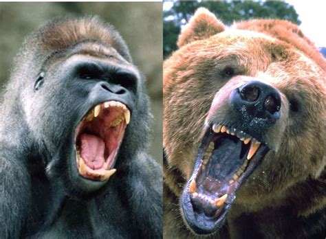 Gorilla Vs Bear Who Would Win