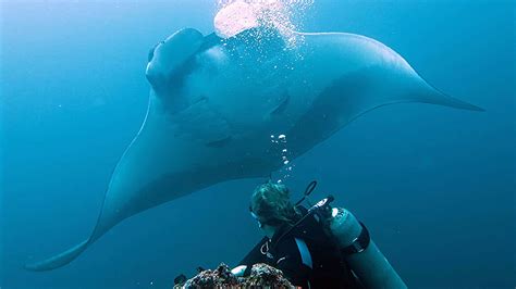 Diving in the Galapagos Islands - June in review - Academy Bay Diving