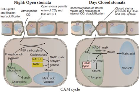 Crassulacean Acid Metabolism or CAM Cycle