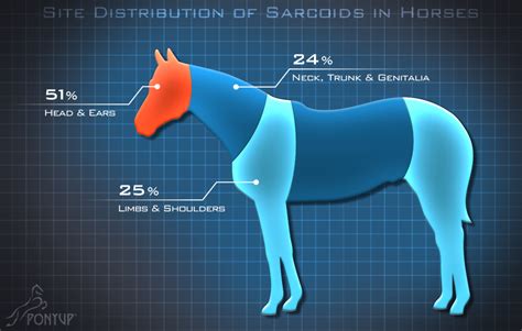 Sarcoids – PonyUp Technologies