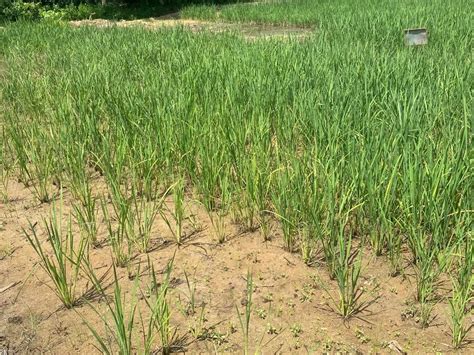 Crops Research Institute releases nine new rice varieties - Access Agric