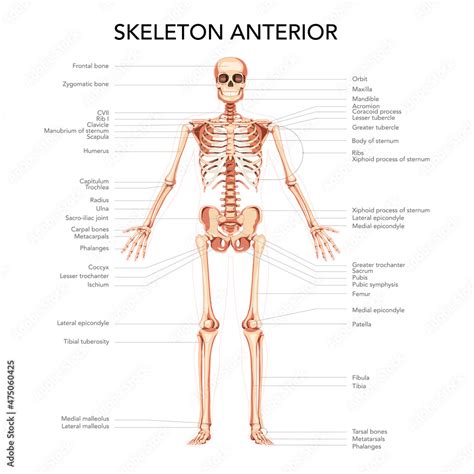 Skeleton Human diagram front anterior view with main parts labeled ...