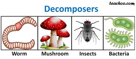 Q2 Page 260 - What is the role of decomposers in the ecosystem?