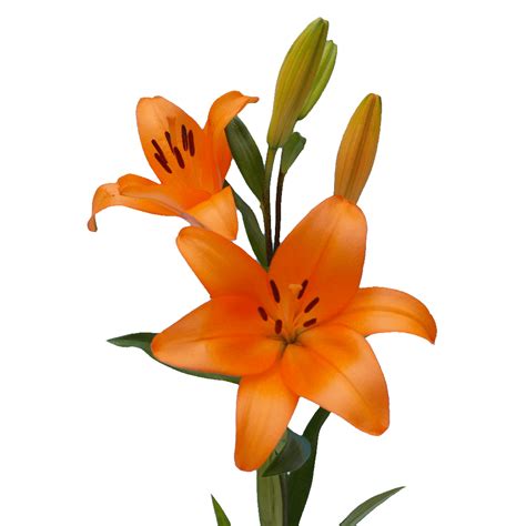 Orange Asiatic Lilies - Flora Lead