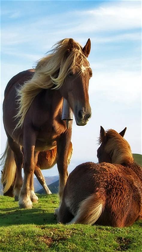 🔥 [40+] Horse Wallpapers for iPhone | WallpaperSafari