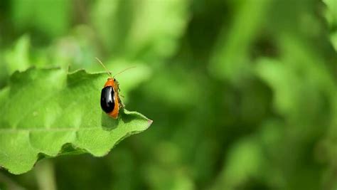 "Pumpkin Beetle" Images – Browse 300 Stock Photos, Vectors, and Video ...