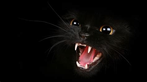 black cat #teeth #mouth #eyes #dark #angry #1080P #wallpaper # ...