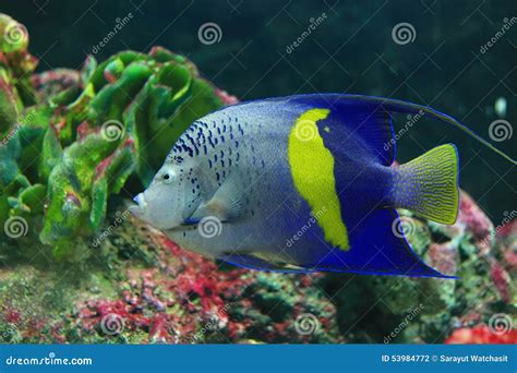 Yellowbar angel fish stock photo. Image of yellowbar - 53984772