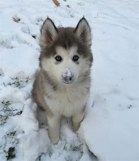 15+ Animals Playing In Snow For The First Time | Bored Panda