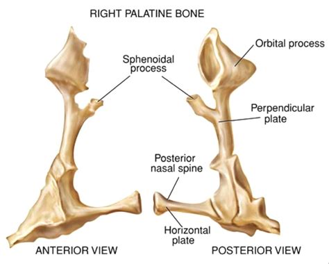 Palatine Bone | Palatine bone, Palatine, Anatomy