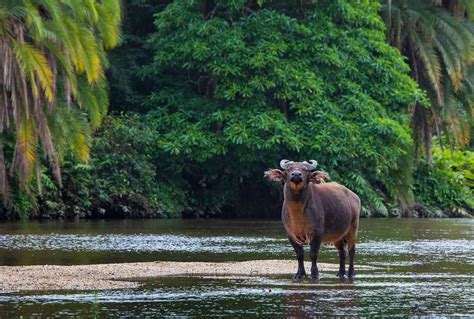 The Congo - Rainforest Wildlife of Africa's Hidden Heart - Naturetrek