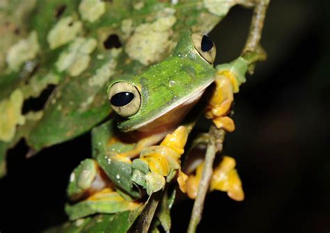 Many more amphibians are at risk of extinction - Earth.com