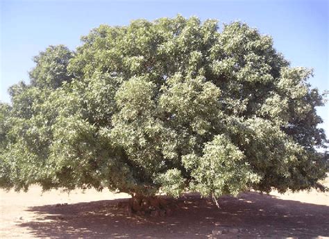 Pistacia. atlantica tree. The picture shows the species leaves. This... | Download Scientific ...