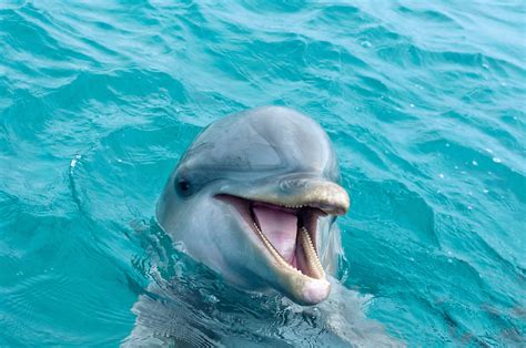 5 Reasons Why Dolphins Are the Best Sea Creatures - MyStart