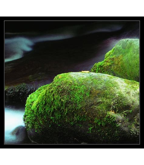 Nature Inspired Wall Art for your Home : r/etsypromos