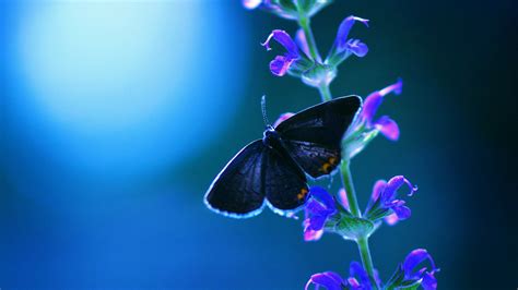 3840x2160 Butterfly Flower 4k HD 4k Wallpapers, Images, Backgrounds, Photos and Pictures