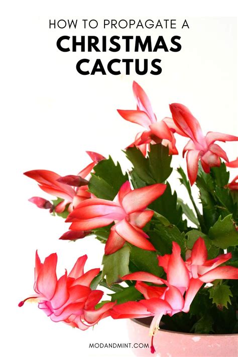 3 Ways to do Christmas Cactus Propagation