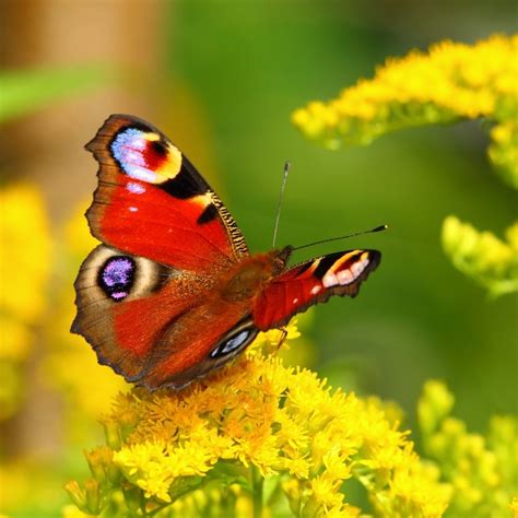 What Makes A Butterfly's Wings So Colorful? » ScienceABC