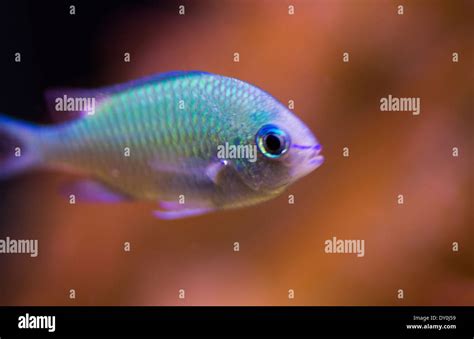 blue chromis fish in an aquarium Stock Photo - Alamy