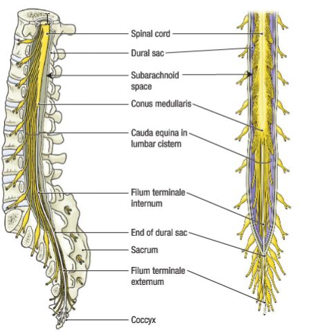 Spinal Cord Syndromes Flashcards | Quizlet