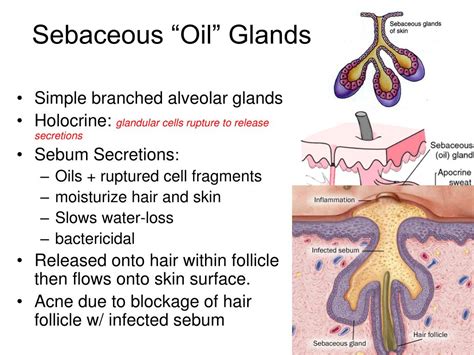 Sebaceous cysts neck: Epidermoid cysts – Symptoms and causes