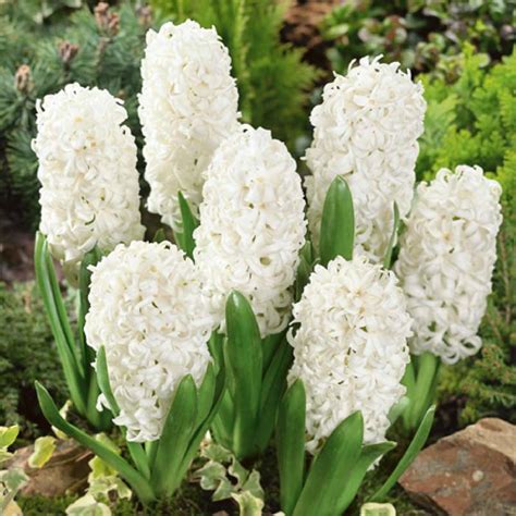 Hyacinth White Pearl Sping Bulbs On Sale at Best Prices