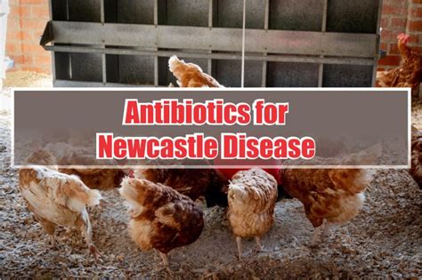 Can Newcastle Disease Affect Dogs