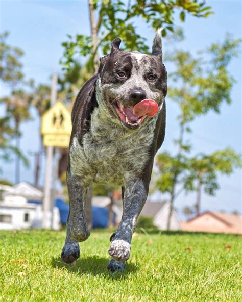 Pit Heeler (Pitbull & Blue Heeler Mix) Info, Pictures, Facts, FAQs & More