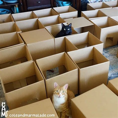 5 reasons cats love empty boxes and how to play with them