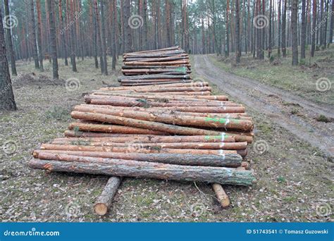 Logging pine log piles stock image. Image of north, lane - 51743541