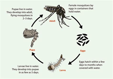 Anopheles Mosquito Life Cycle