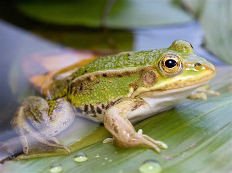 Meet the frog with a Norfolk accent | KL Magazine