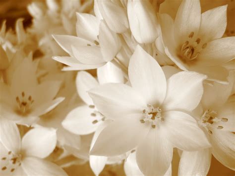 Free photo: Sepia Flowers - Brown, Flowers, Old - Free Download - Jooinn