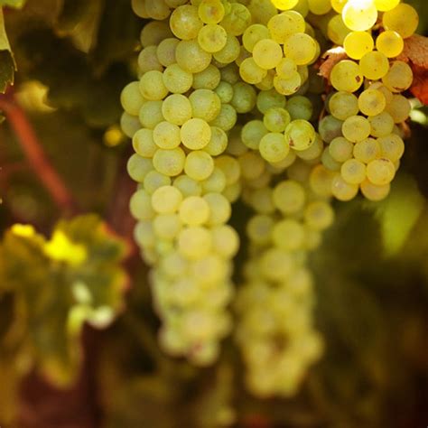 The Riesling Grape | South Australia - Clare Valley Tourism - The Official Clare Valley Website