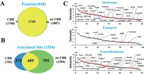 Comparison of identification of protein and acetylation sites between ...