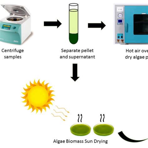 Microalgae harvesting and biomass production. | Download Scientific Diagram