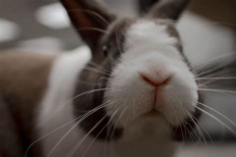 Why Do Bunnies' Noses Twitch? - PetHelpful