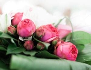 Romantic, Floral, Flower, Rose, Pink, pink color, flower free image | Peakpx