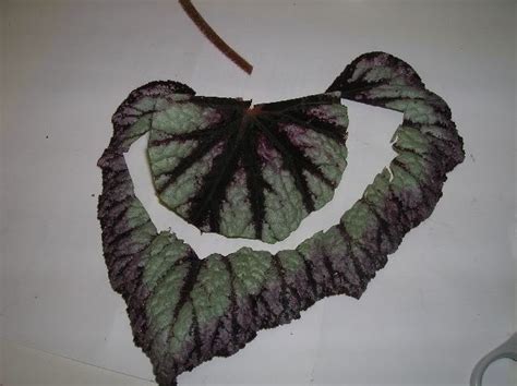 Begonia propagation for newbies | Begonia, Propagating plants, Propagation