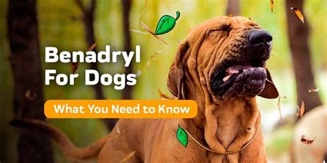 Benadryl For Dogs: What You Need To Know – Innovet Pet