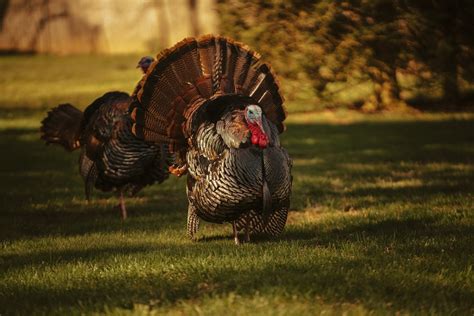 Improving Wild Turkey Habitat Through the Illinois Habitat Incentive ...