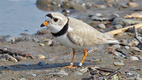 Piping Plovers Nesting on Toronto Islands