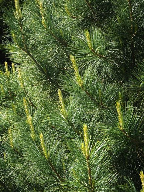 New Spring Growth on the Branches of a Pine Tree Stock Photo - Image of ...