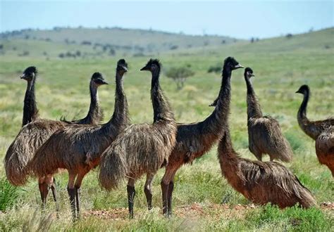 Emu - Facts, Diet, Habitat & Pictures on Animalia.bio