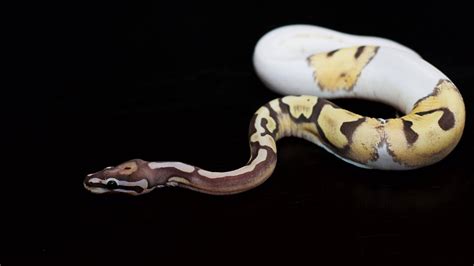 Scaleless Ball Python Pictures - AZ Animals