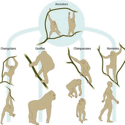 Functional differences in the knuckle-walking hand postures of Pan and... | Download Scientific ...