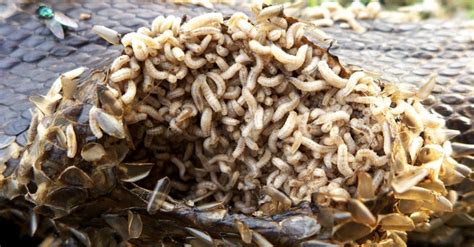 Maggot Lifespan: How Long Do Maggots Live? - A-Z Animals