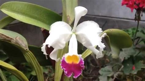 Cattleya Trianae: The National Flower of Colombia